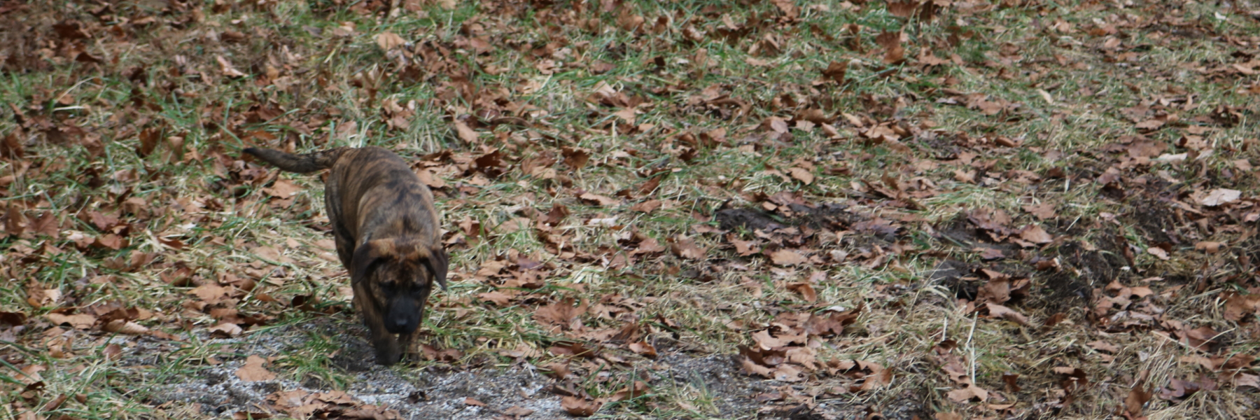 Dog in Woods