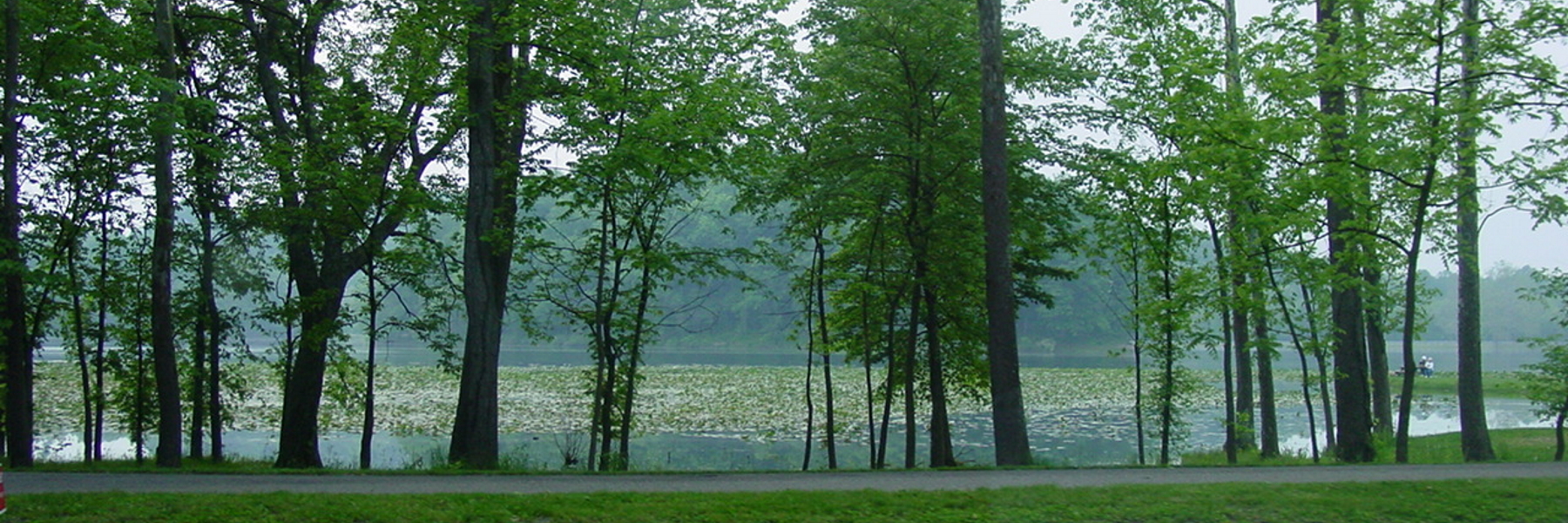 Path View of Trees and Lake